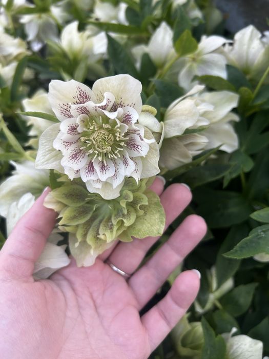 Морозник багаторічний