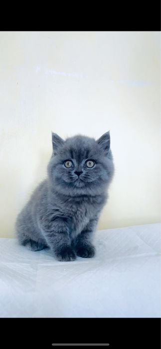 Шотландський котик страйт( кошеня)