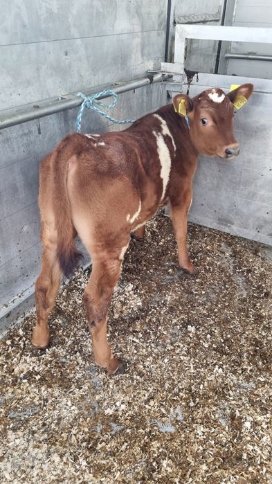 Skup bydła I cieląt