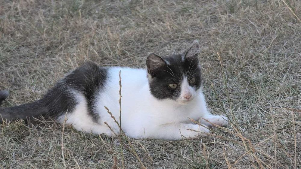 Кошеня в добрі руки