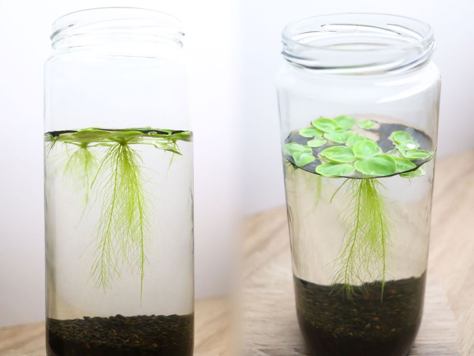 Plantas de aquário e Camarões