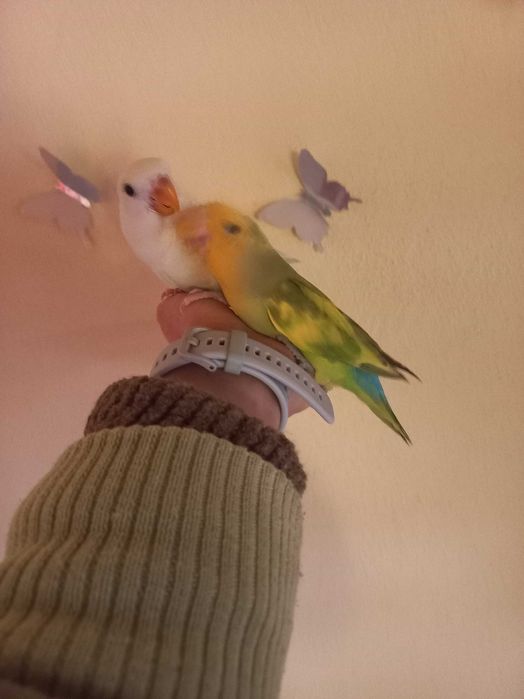 Agarponis domesticados 2025