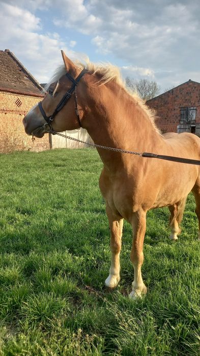 Stanówka haflingier