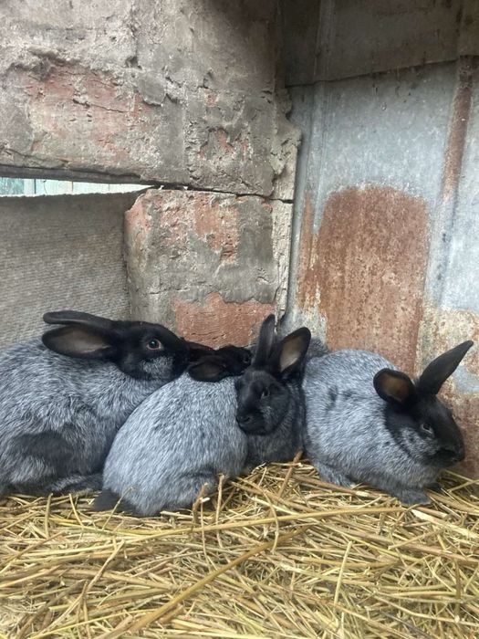 Продам кролики «Полтавське серебро»