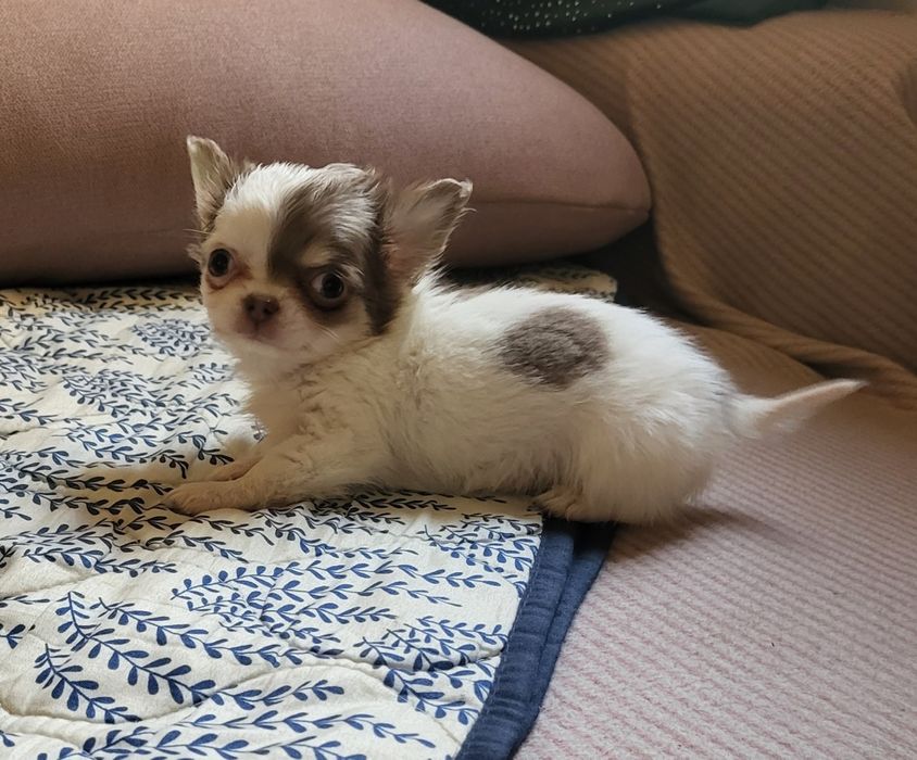 Chihuahua piesek