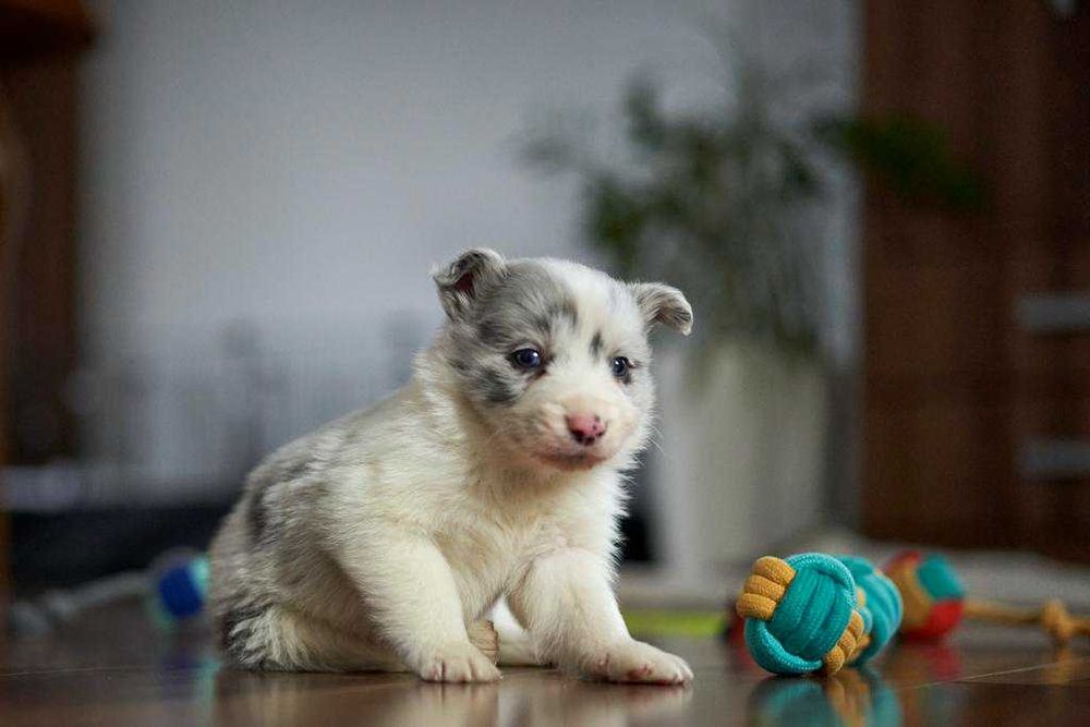 Wspaniały szczeniak Border Collie blue merle Charlie.