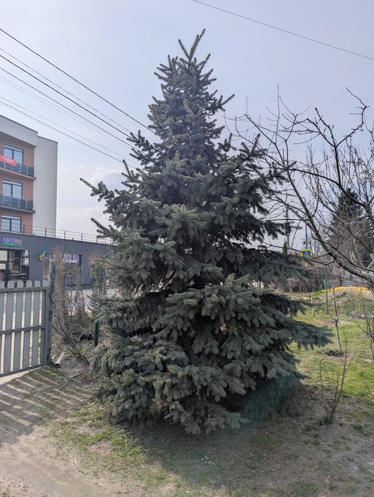 Жива блакитна ялинка 6м