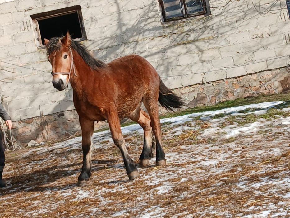 Klaczka dziesięciomiesięczna zimnokrwista
