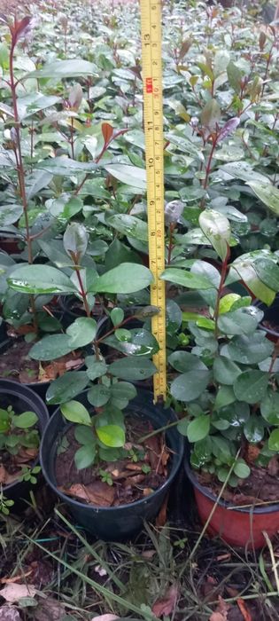 Eugenias para sebes ultimas unidades crescimento rápido folhas persist