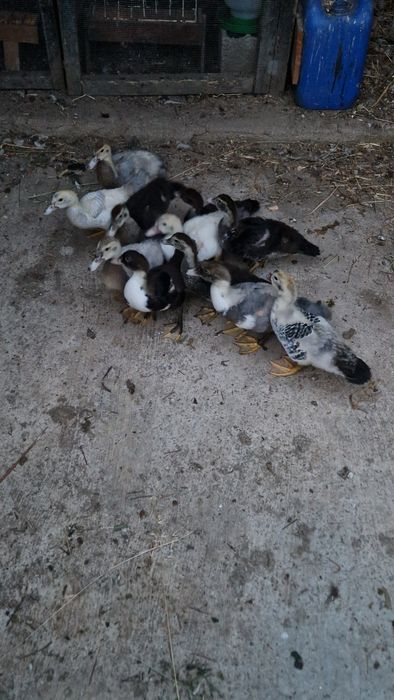 Patinhos mudos..