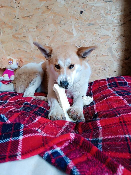 Віддам собачку безкоштовно