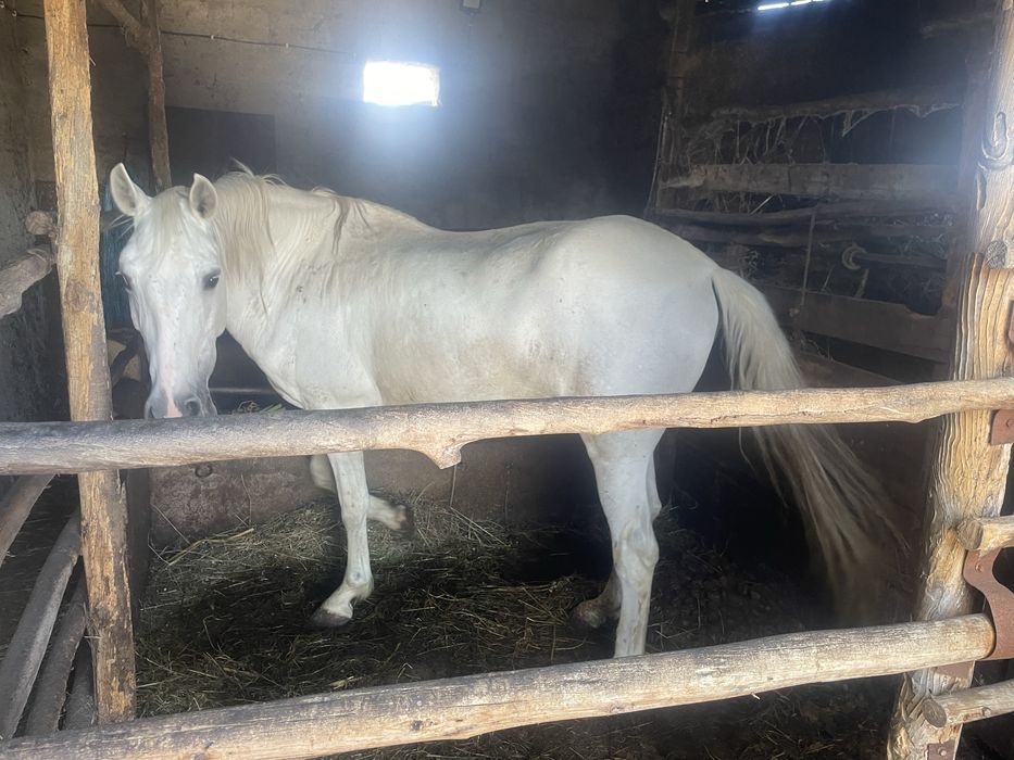 Egua cruzada de lusitano