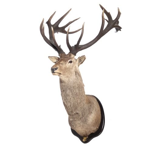Taxidermia - Troféu de caça veado de vinte e quatro pontas - 170 cm