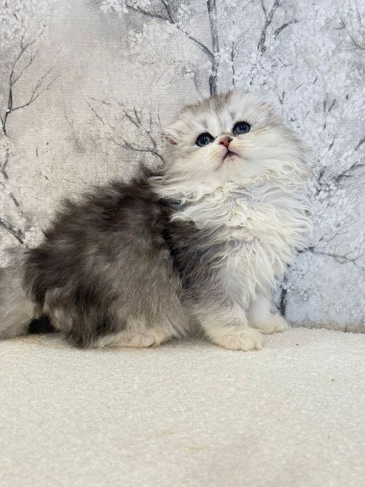 Femea scottish fold orelha perfeita
