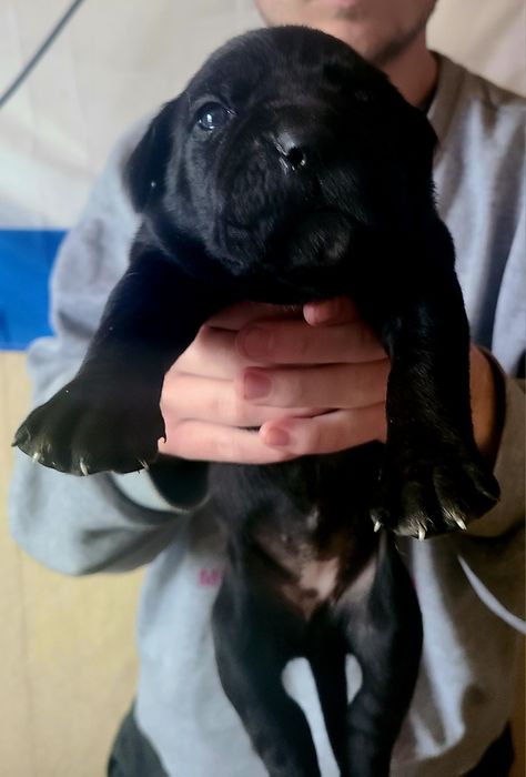 Кане корсо, бронь