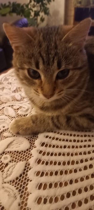 Oddam kotki w dobre ręce.