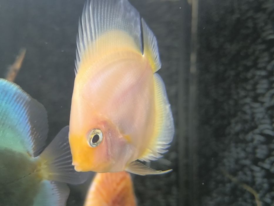 Discus (várias estirpes)