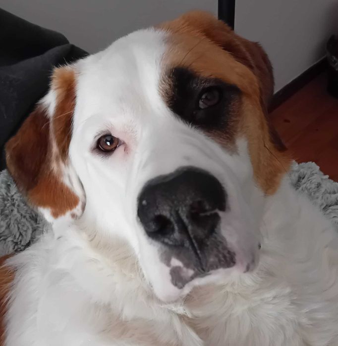 Cadela para adoção responsável