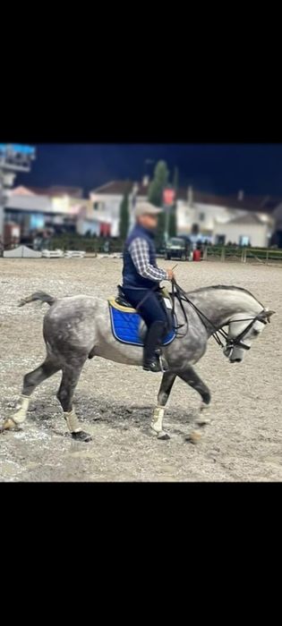 Cavalo  Puro sangue Árabe 5 anos