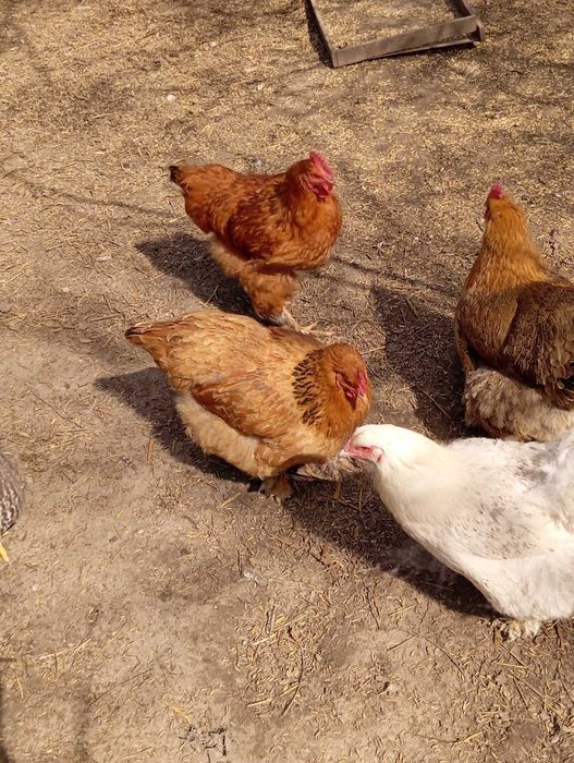 Sprzedam kury kochin olbrzymi