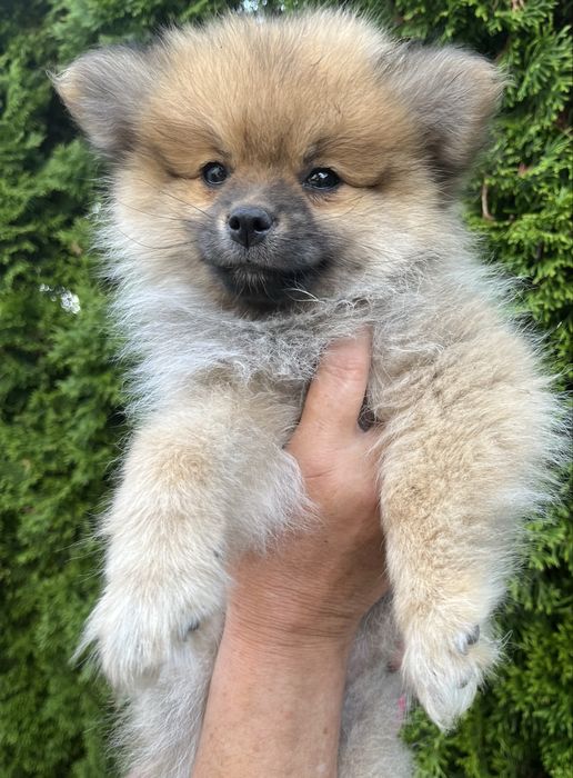 Szpic Pomeranian - Doris