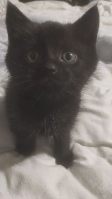Котята за дякую !