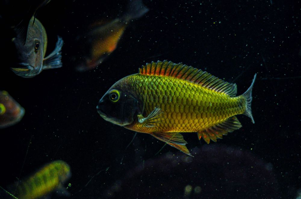 Tropheus Ilangis f1, ciclideos africanos, lago tanganyika