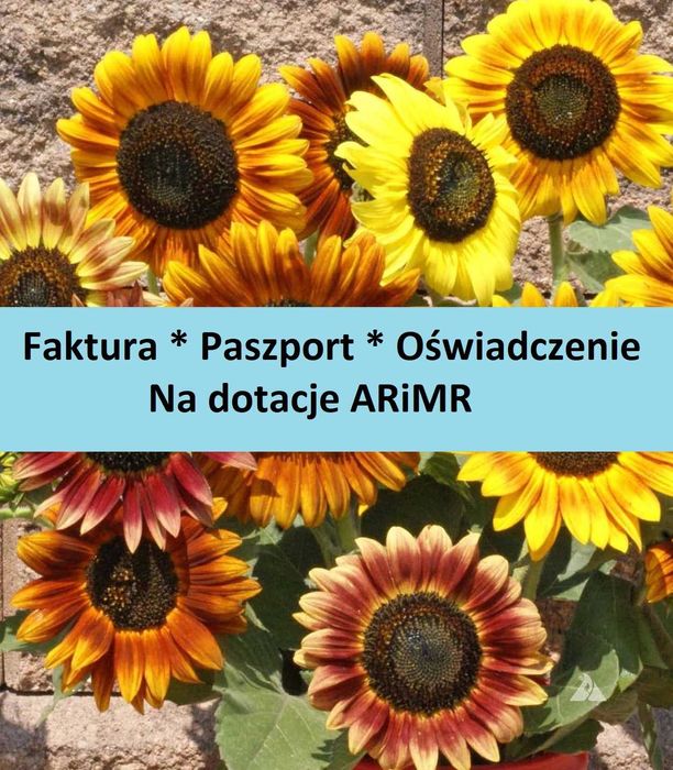 Słonecznik Ozdobny Autumn Beauty kolorowy * ARiMR * nasiona *FVAT