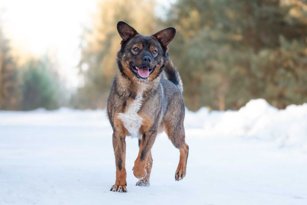 BAMSI - młodziutki, wesolutki, przytulaśny skrzat