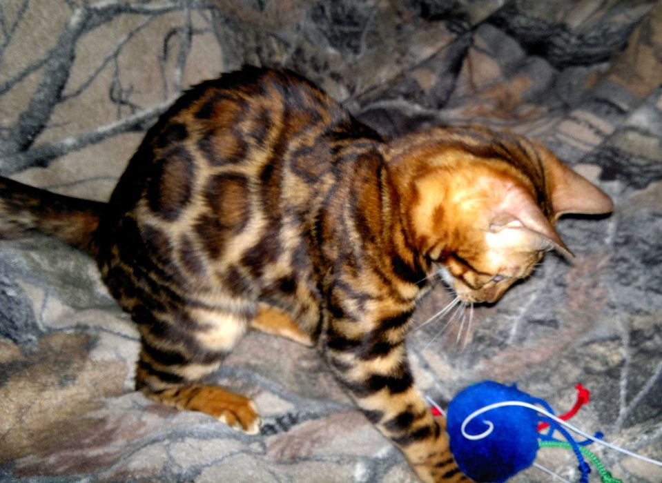 Яскраві бенгальські кошенятка червоне золото BENn24