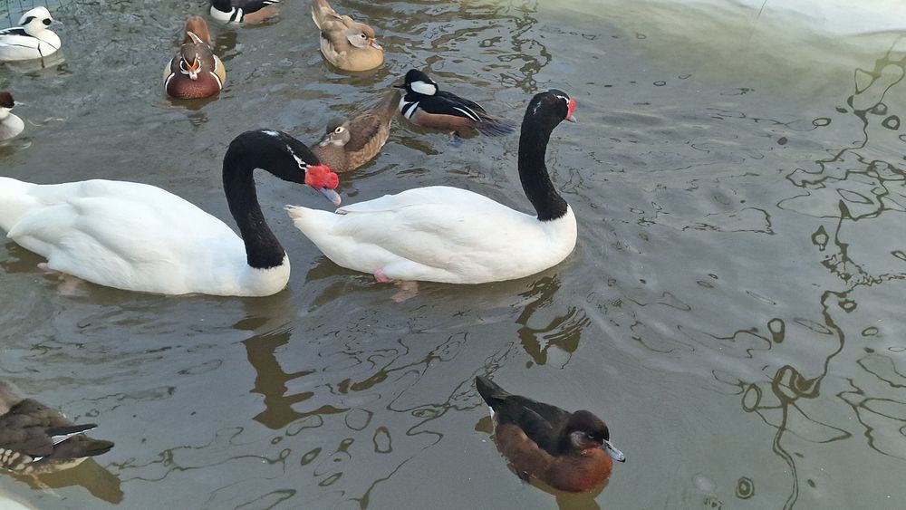 Casal de cisnes pescoço preto adultos reprodutores
