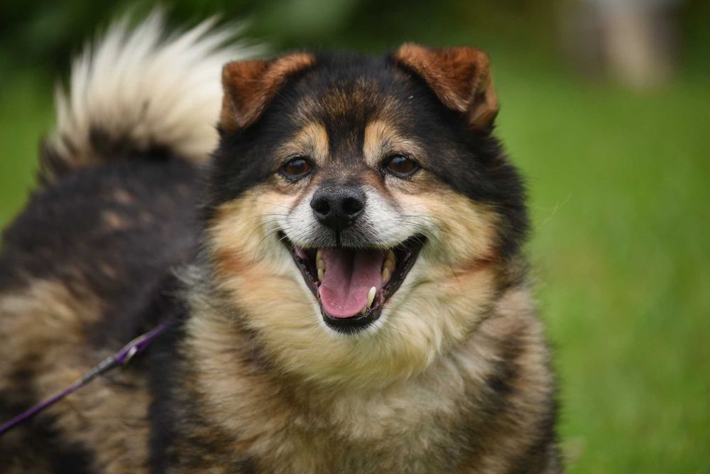 Vento - pies szuka domu