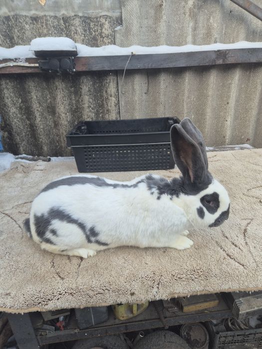 НСВ (Німецький строкатий велетень)