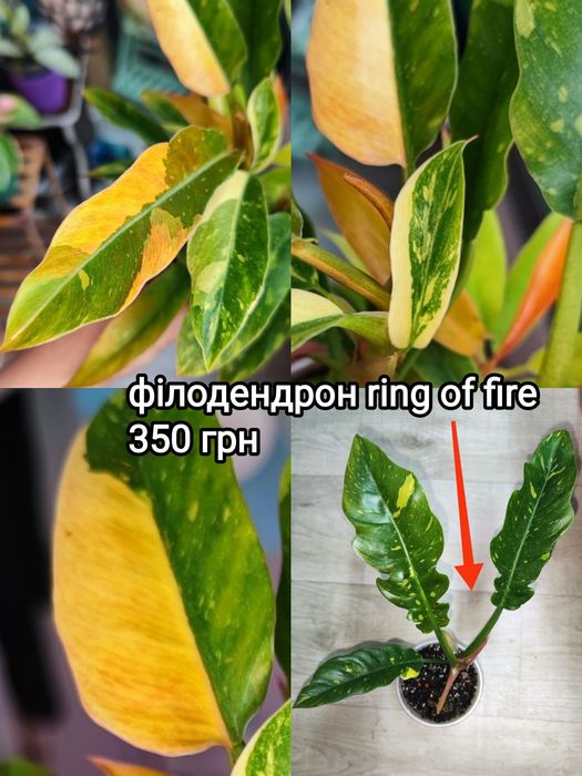 хойя burtonie ds70 variegated, крімсон квін, супер сільвер ескімо, nova ghost, філодендрон ring of fire, спатифілум Jessica x city of angels Indonesia