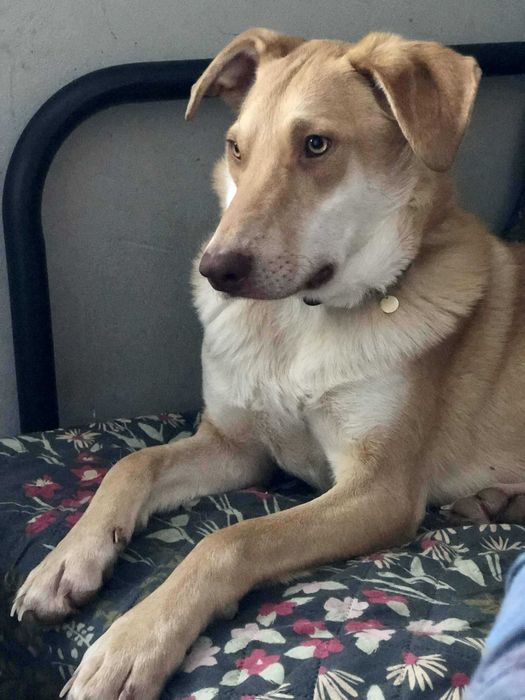 Kajmak poleca się do adopcji