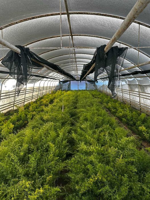 Tunele foliowe i blok foliowy