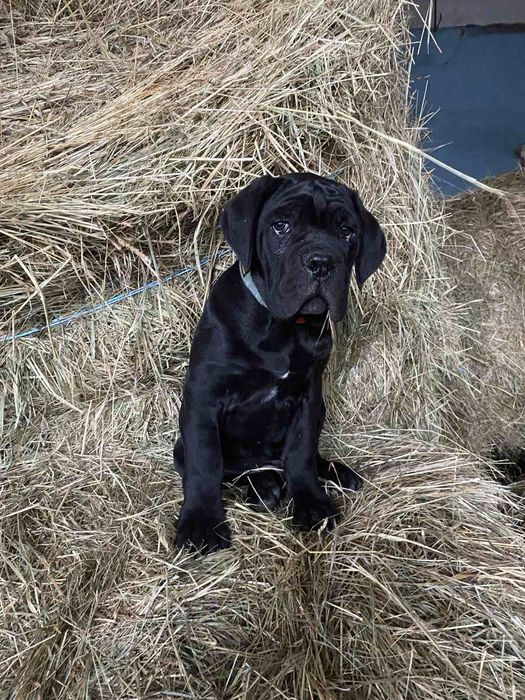 Хлопчики Кане Корсо