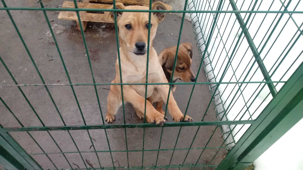 Oddam 5 miesięczną suczkę