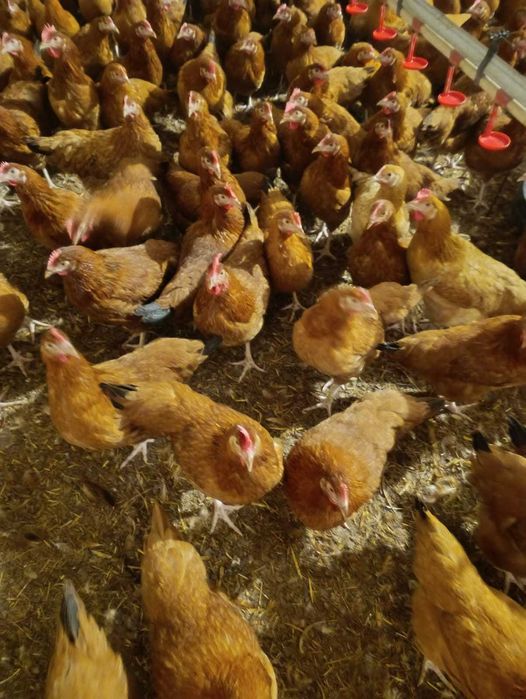 Kury nioski Rosa Leghorn Messa młode z jajkiem. Dowóz Gratis Zapraszam