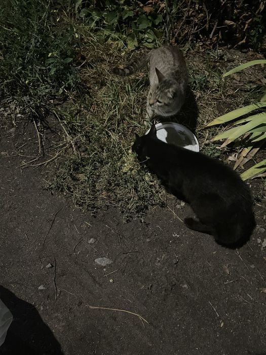 котики в добрые руки БЕСПЛАТНО