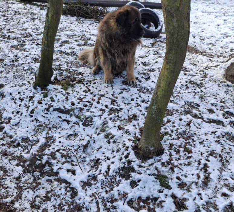 Skadi poleca się do adopcji