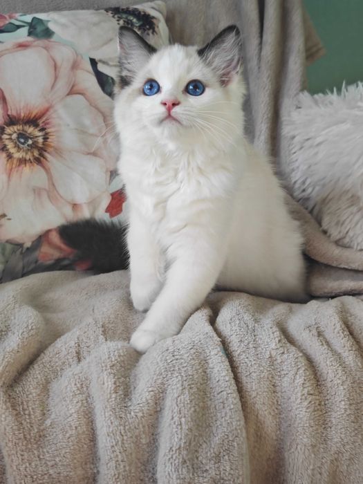 Ragdoll przepiękna sealowa kotka  , rodowód FPL