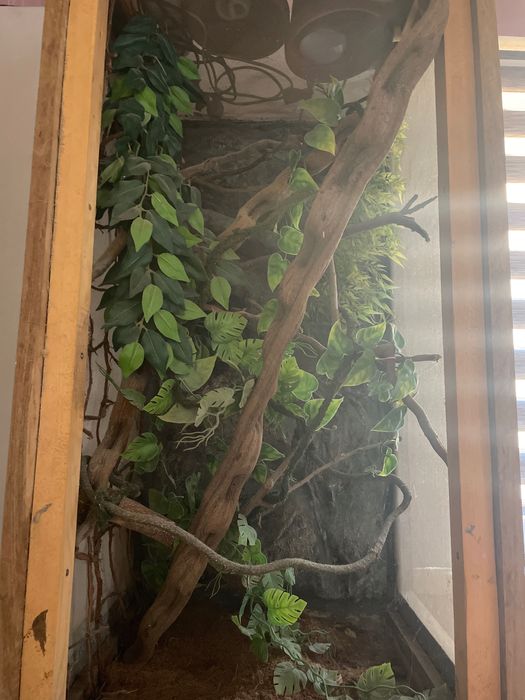 Terarium dla kameleona