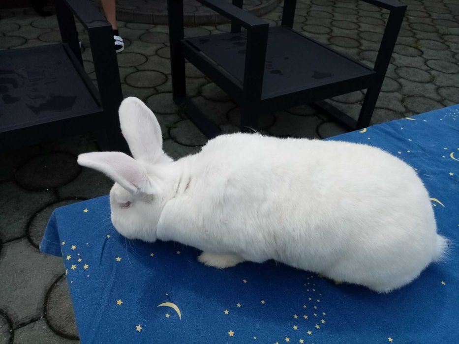 Królik Nowozelandzki Biały  6kg samica