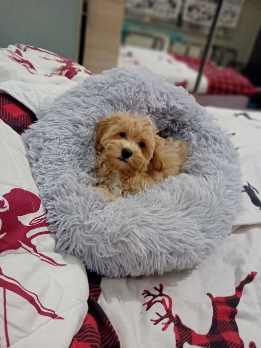 Maltipoo, maltańczyk, pudelek toy ,piesek rezerwacja k