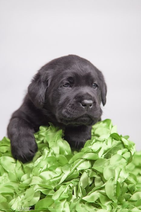 Цуценята лабрадор ретривера, розплідник FCI UKU