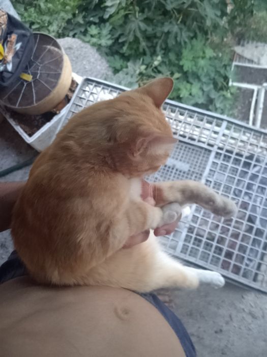 Pra adoçao gato amarelo com laranja
