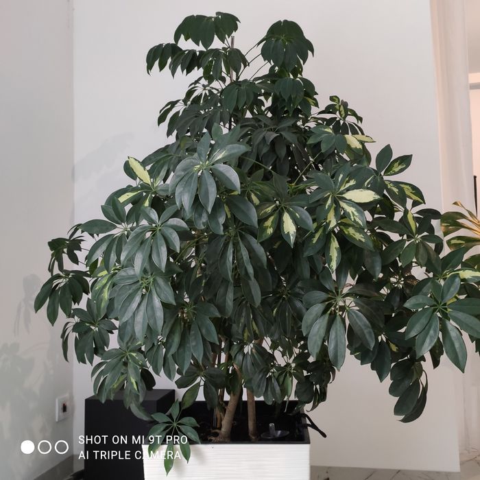 Kwiat doniczkowy SZEFLERA