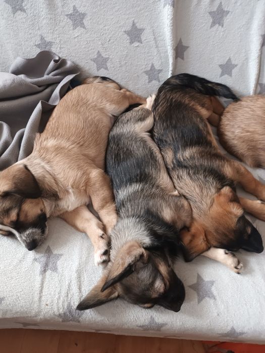Oddam 3,5.miesieczne szczeniaczki