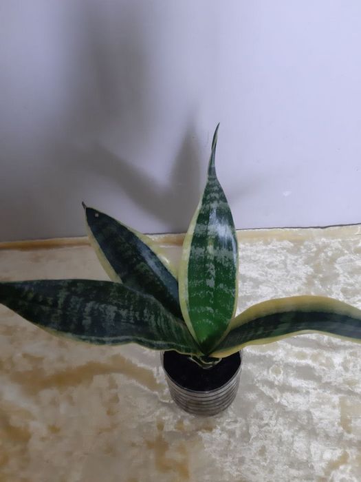 Сансевьерия с жёлтой каймой